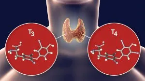 Tuyến giáp tiết thyroxine (T4) và triiodothyronine (T3).
